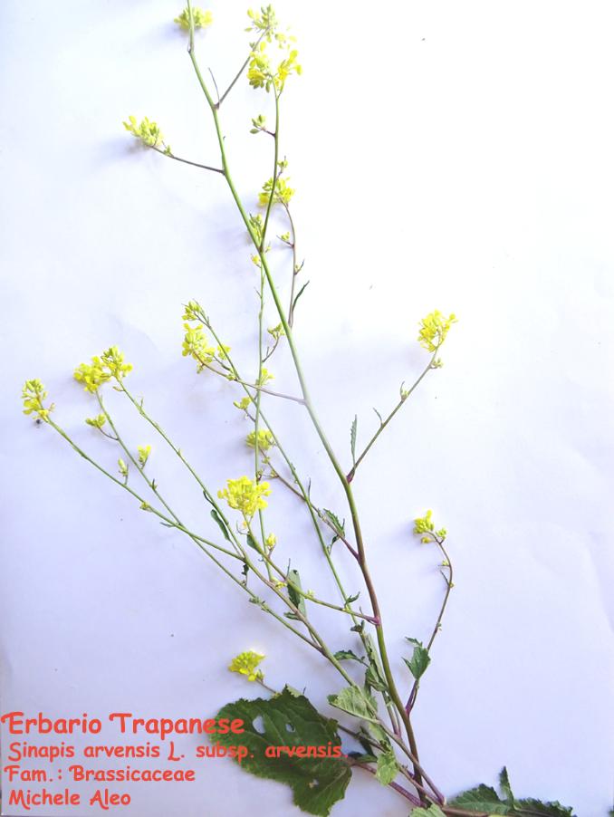 Sinapis-arvensis-L.-subsp.-arvensis..jpg