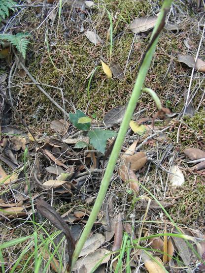 Ophrys pantalarensis (5).JPG