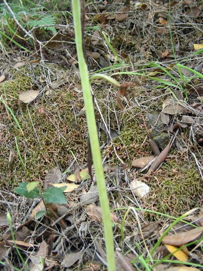 Ophrys pantalarensis (6).JPG