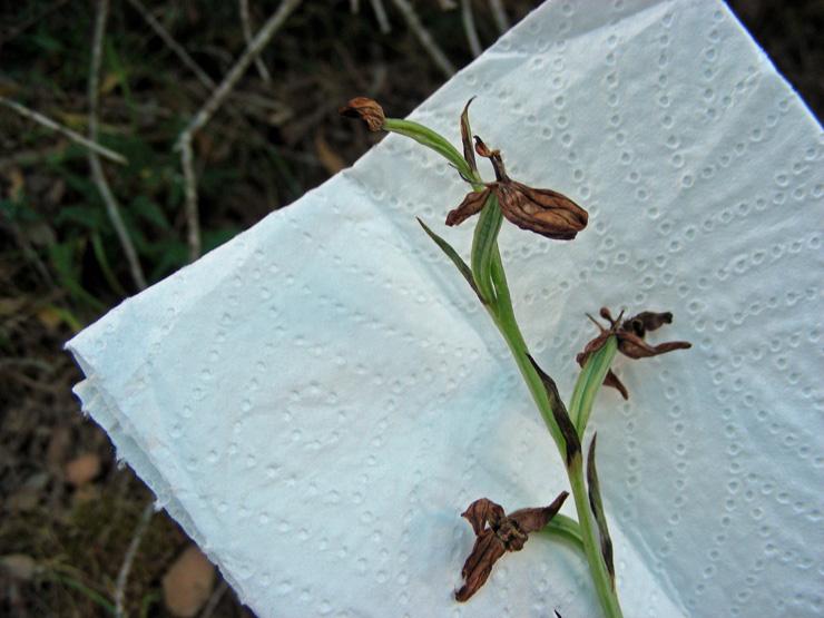 Ophrys pantalarensis (10).JPG