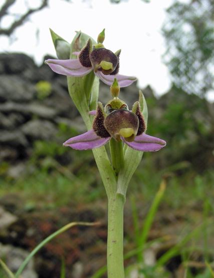 Ophrys pantalarensis (11).jpg