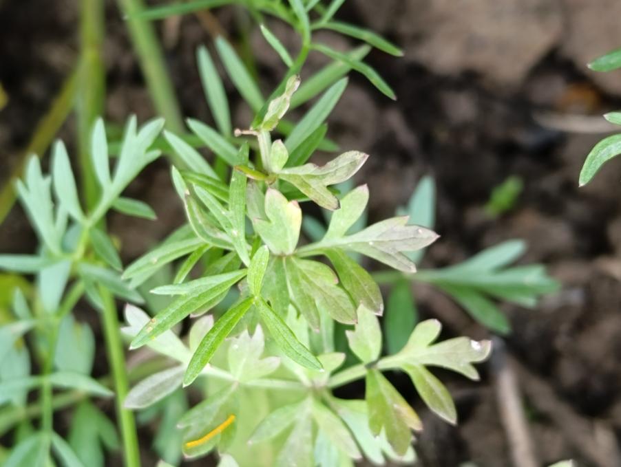 Oenanthe fistulosa L. Apiaceae Finocchio acquatico tubuloso (3).jpg