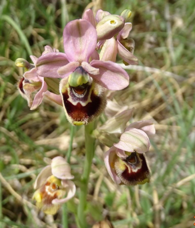 Ophrys tenthredinifera Willd. 3a.JPG