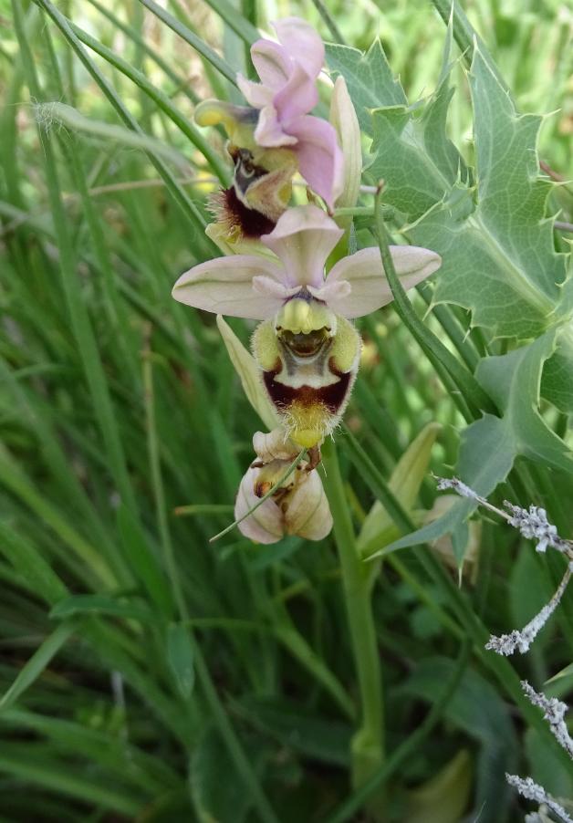 Ophrys tenthredinifera Willd. 4.JPG