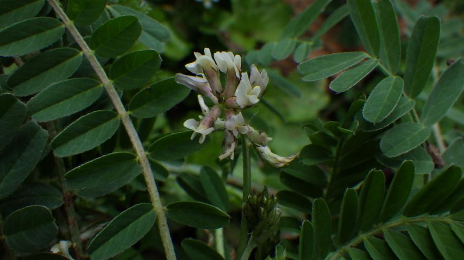 Astragalus boeticus L. .JPG
