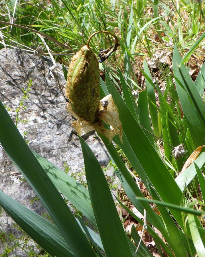 Iris pseudopumila Tineo .JPG