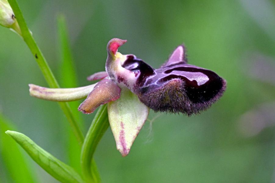 _DSC0832 Ophrys Incubacea.jpg