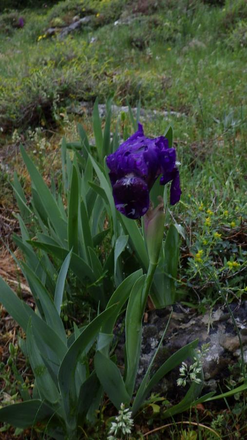 Iris bicapitata Colasante.JPG