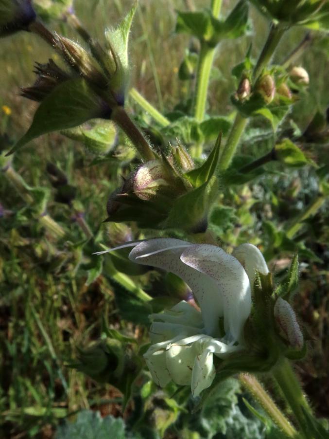 Salvia argentea 3.jpg