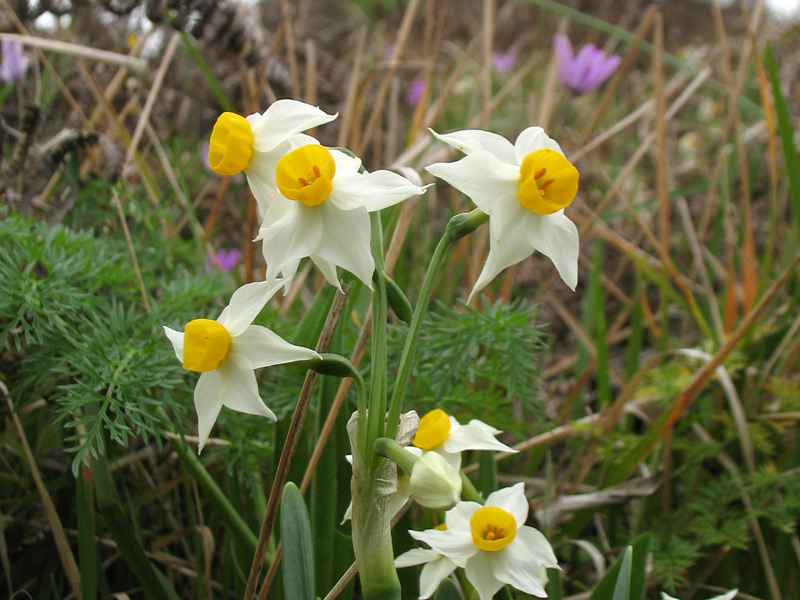20 Narcissus tazetta subsp tazetta 2.jpg