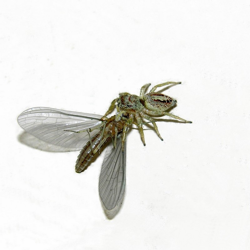 Araneae-Salticidae: Icius cfr. hamatus (C.L. Koch, 1846)