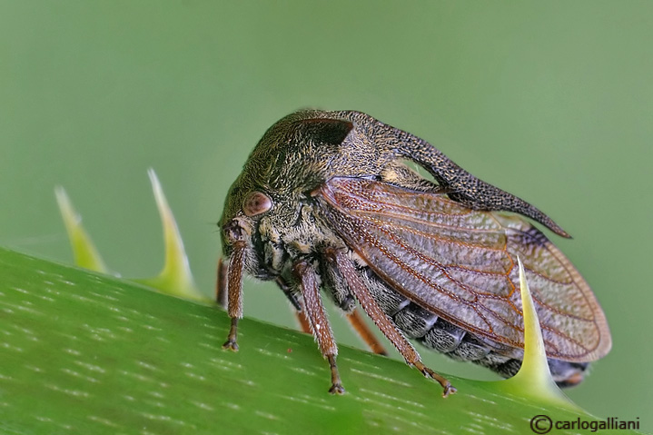 Centrotus cornutus (Linnaeus, 1758) - Homoptera-Membracidae {A 427}