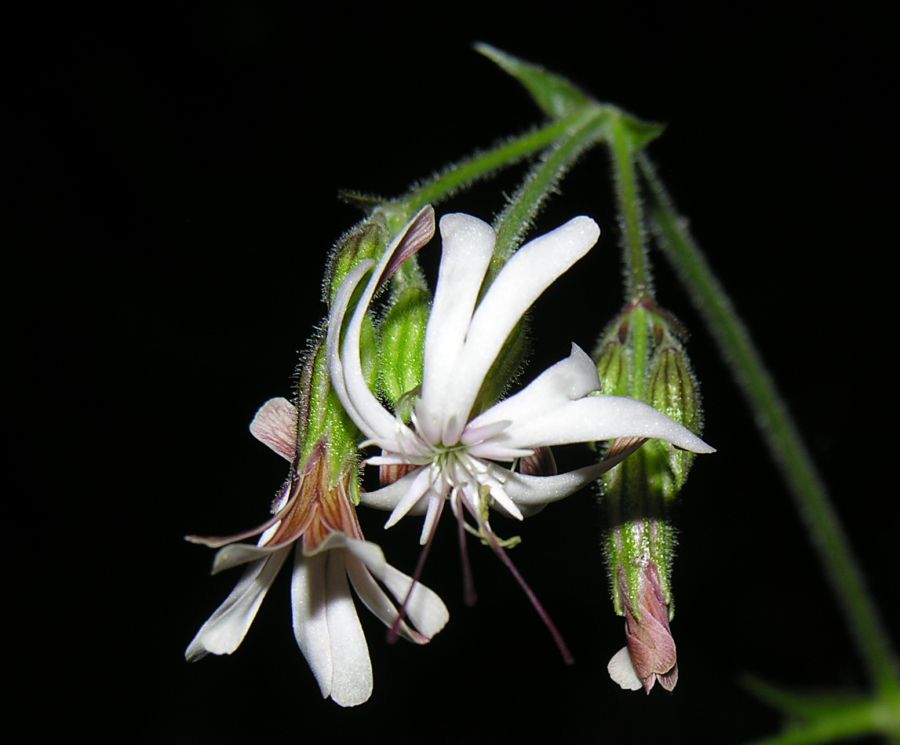 Silene nutans L. subsp. insubrica (Gaudin) Soldano