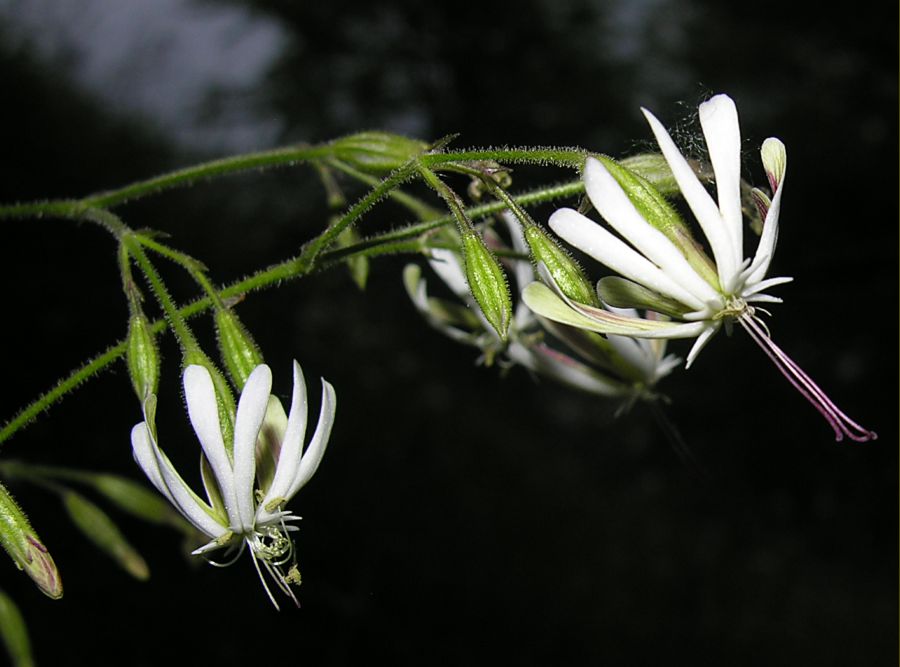 Silene nutans L. subsp. insubrica (Gaudin) Soldano