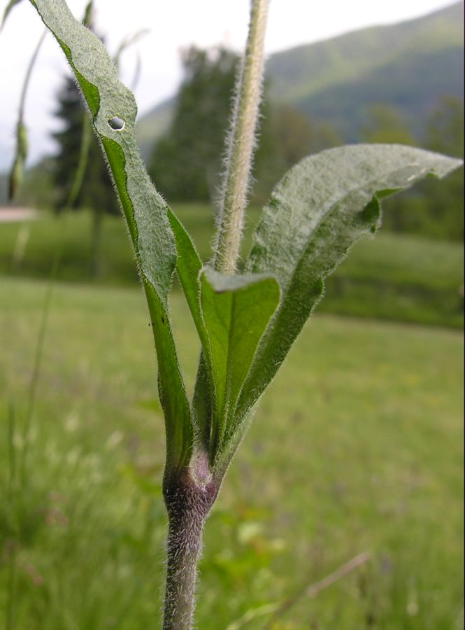 Silene nutans L. subsp. insubrica (Gaudin) Soldano {F 1969}