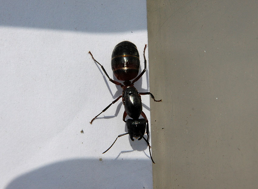 Camponotus aethiops (Latreille, 1798) {A 1102}