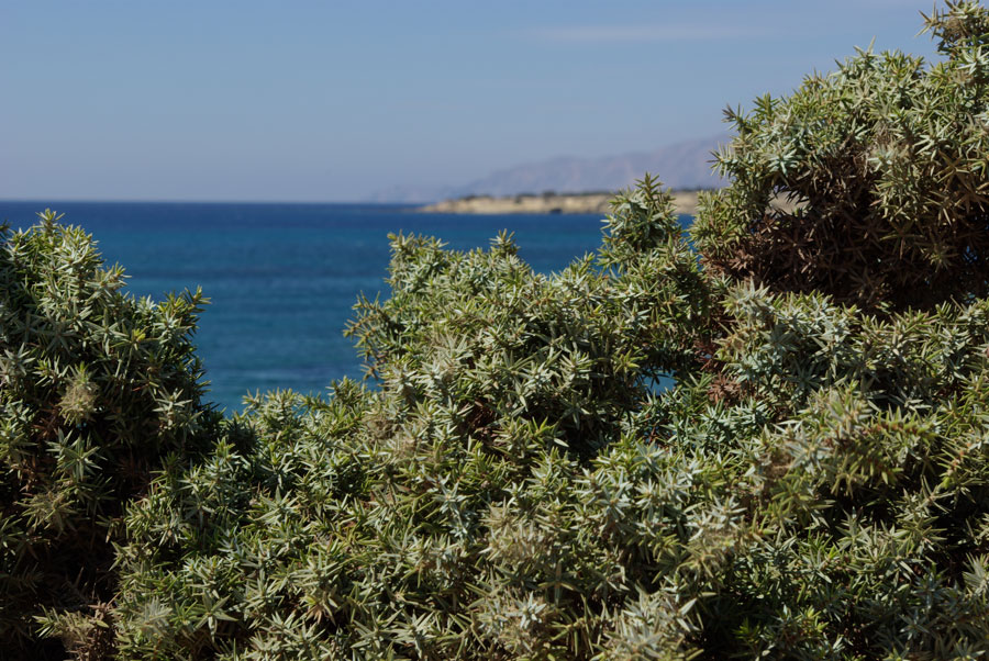 16a-Juniperus-oxycedrus.jpg