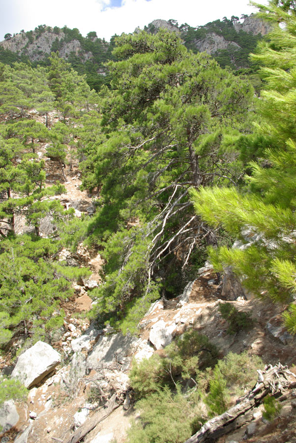 13a-Pinus-brutia.jpg