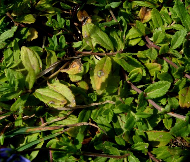 Veronica prostrata  L. subsp. prostrata.jpg