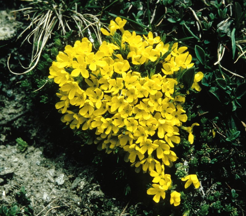 Androsace vitaliana (L.) Lapeyr. subsp. vitaliana {F 200}