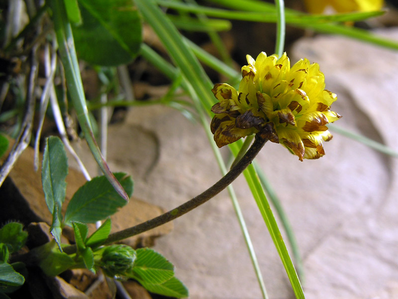 Trifolium badium (6).jpg