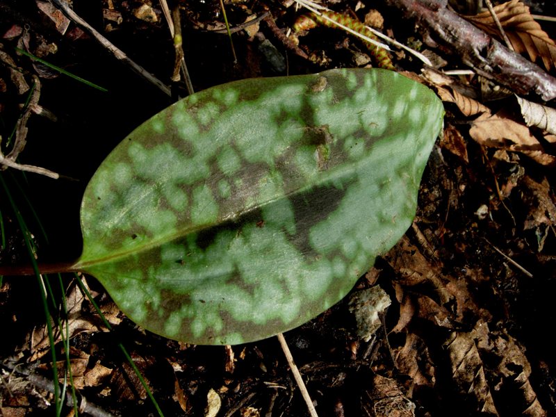 Erithronium dens canis L..jpg
