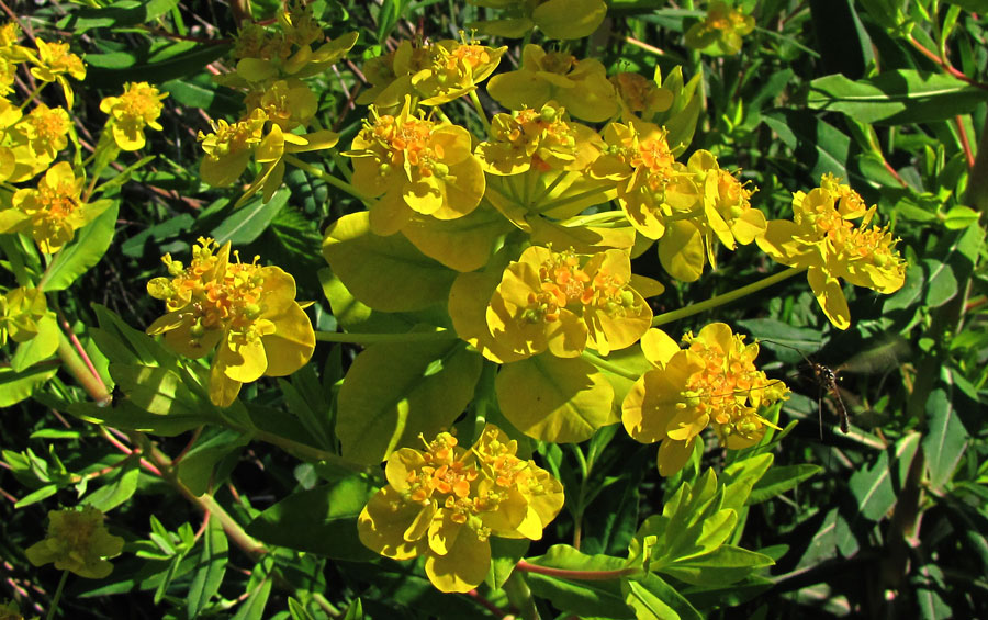 1-Euphorbia-palustris-L._53.jpg