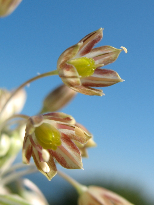 Allium corolla.JPG