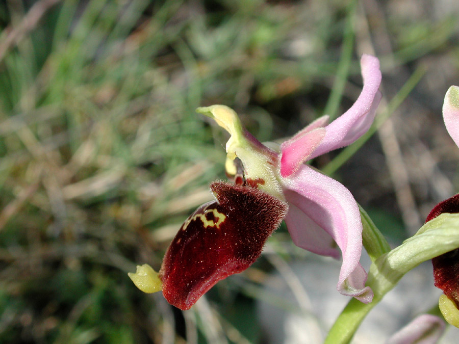 Ophrys_dinarica_?