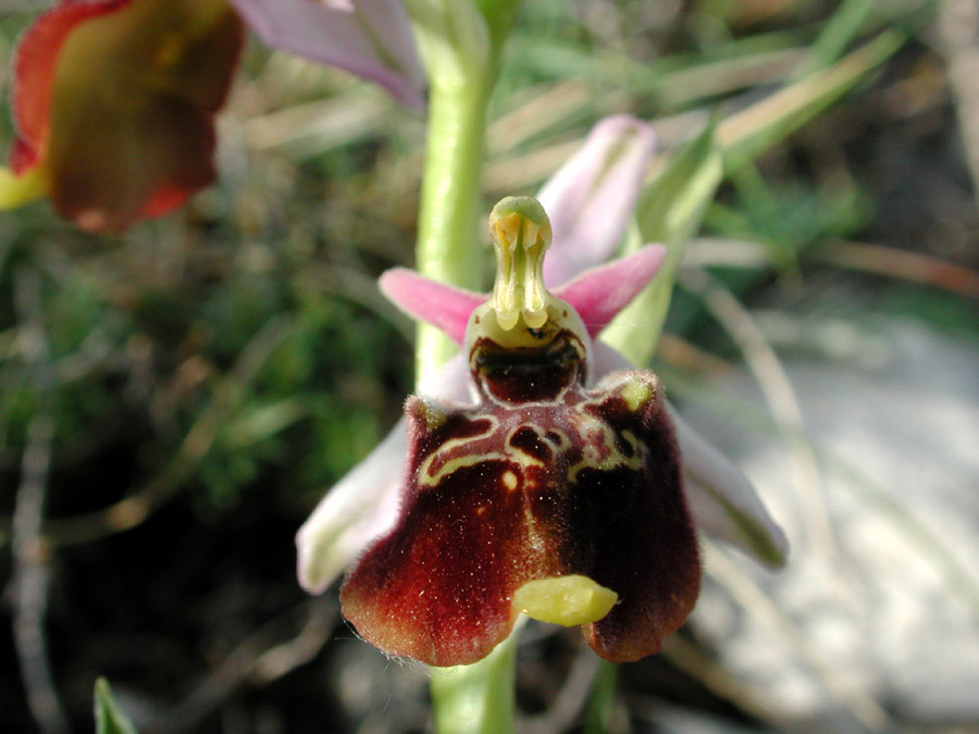Ophrys_dinarica_?