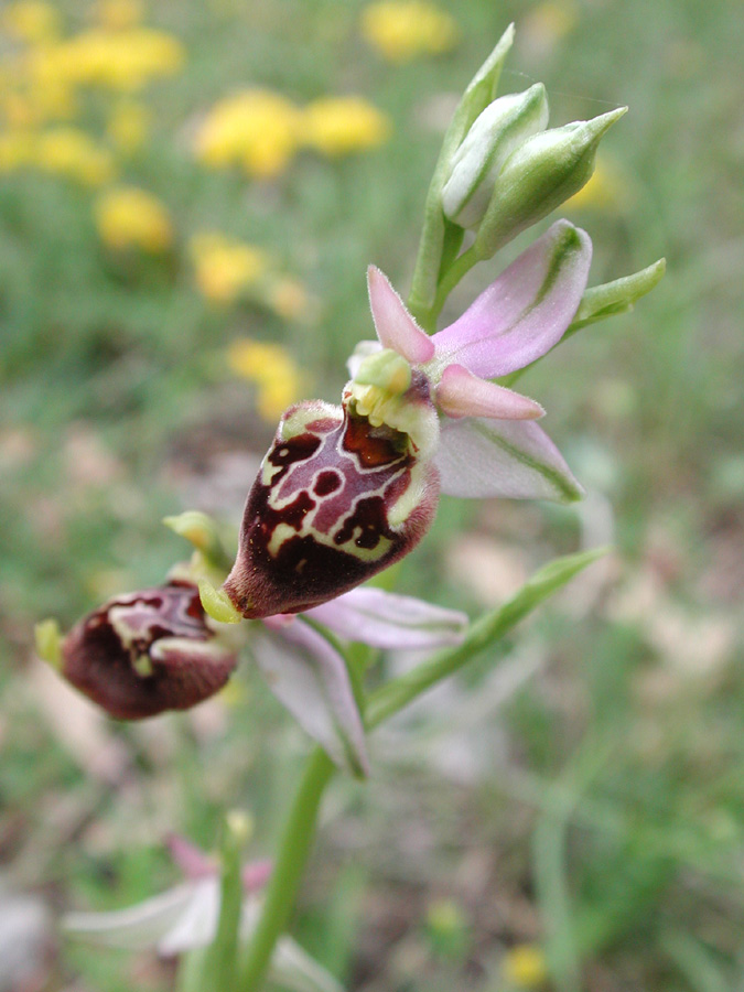 Ophrys_holosericea_sl