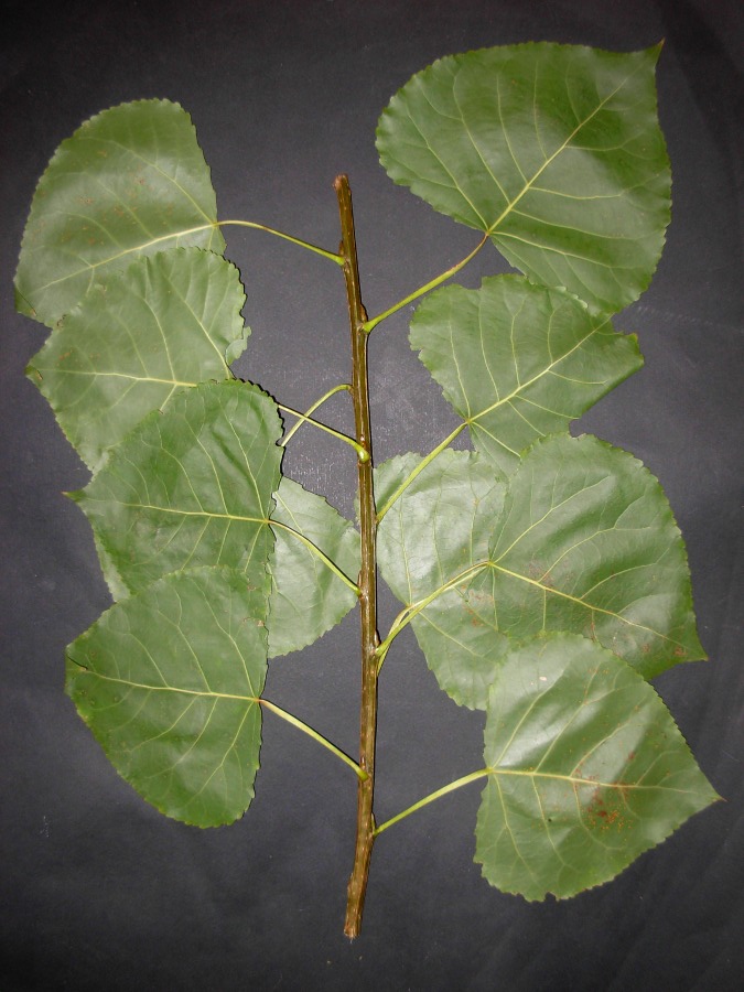 Populus deltoides 3.JPG