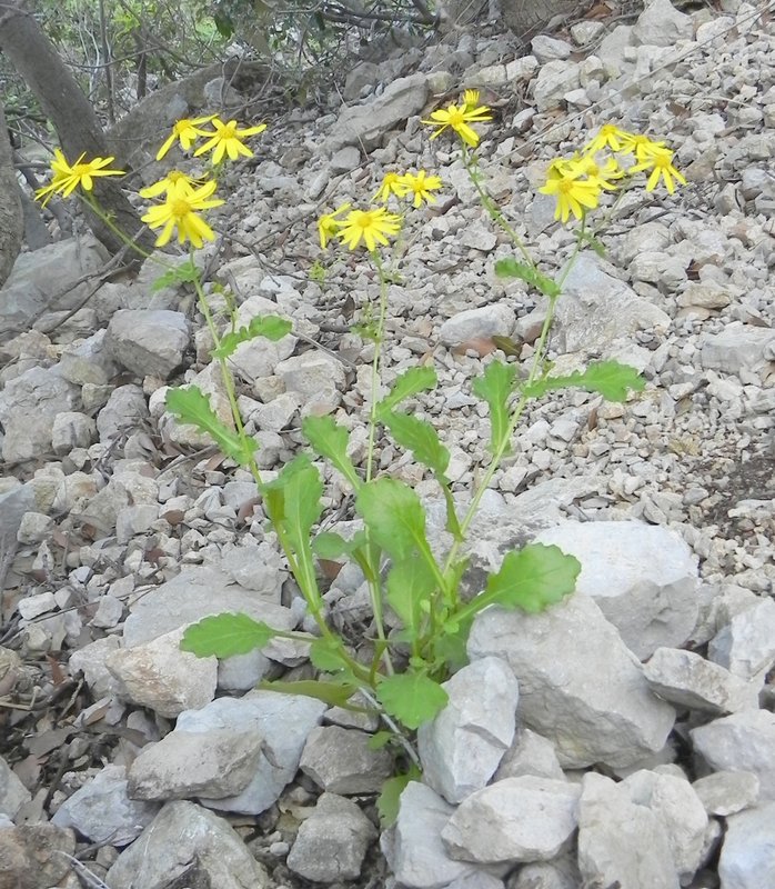 Senecio squalidus subsp. chrysanthemifolius - Capo Gallo - 18-04-2012 11-27-034.JPG