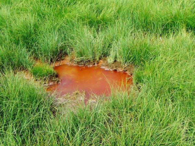 Nella torbiera inondata sono state rilevate alcune pozze di questo colore: da cosa può dipendere? sicuramente non per cause antropiche!