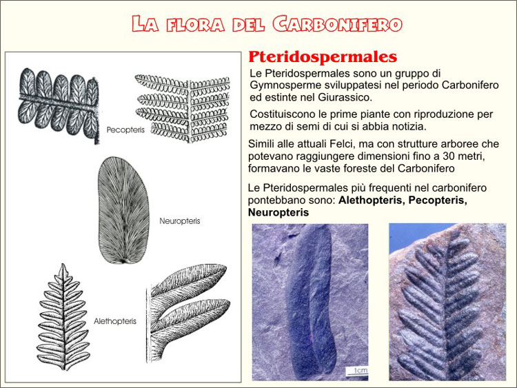 Carbonifero003.jpg