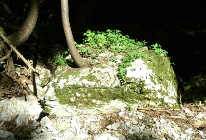 Carpino nero nella roccia 2.JPG