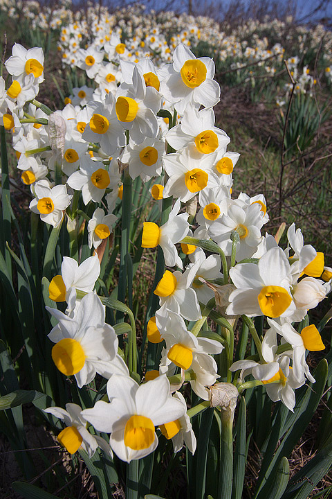 Narcissus_tazetta (1).jpg