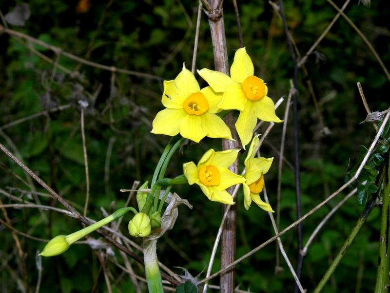 Narcissus tazetta L. subsp. aureus (Loisel.) Baker.jpg