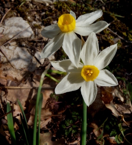 Narcissus tazetta subsp. tazetta 1.jpg