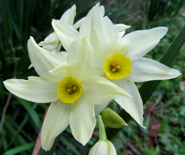 Narcissus tazetta L. subsp. italicus 1.jpg