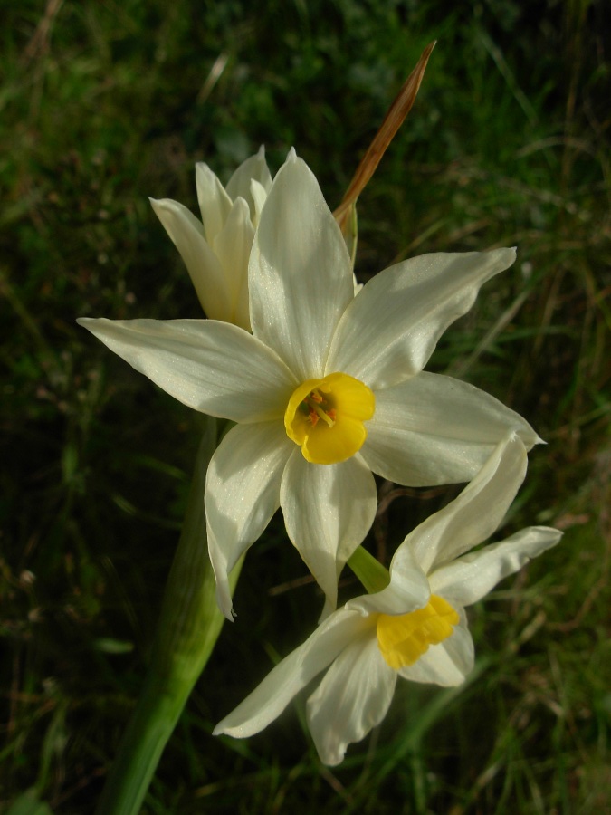 Narcissus tazetta L. subsp. italicus 2.jpg