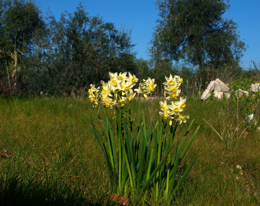 Narcissus tazetta L. subsp. italicus 6.jpg