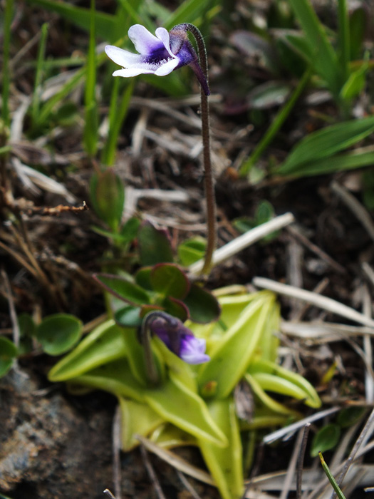 Pinguicula vulgaris f. bicolor.jpg