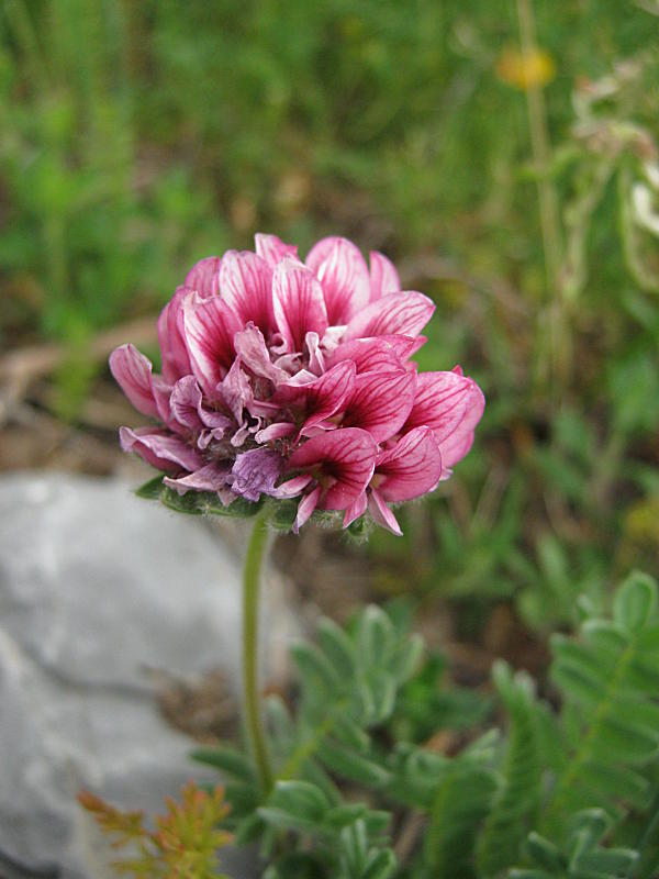 Anthyllis montana L.