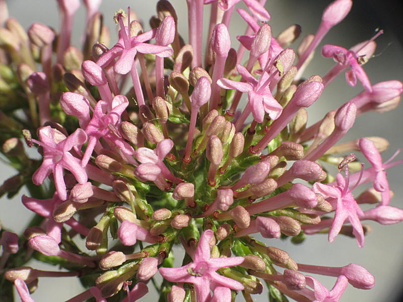 Centranthus angustifolius (Mill.) DC.