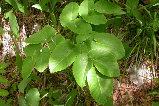 Laserpitium latifolim L. ssp. asper 1-004.JPG
