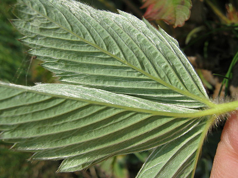 Fragaria viridis Duchesne