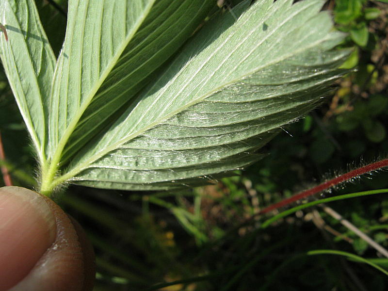 Fragaria viridis Duchesne