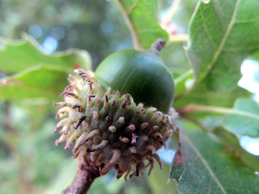 Quercus caroppoi Medagli (7).JPG