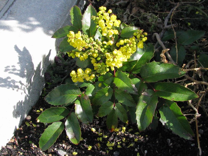 Mahonia_aquifolium.jpg